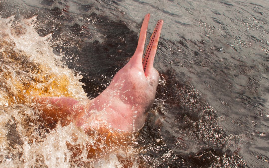 Inside the Amazon, the World’s Green Heart: Wildlife, Medicine and What We Stand to Lose