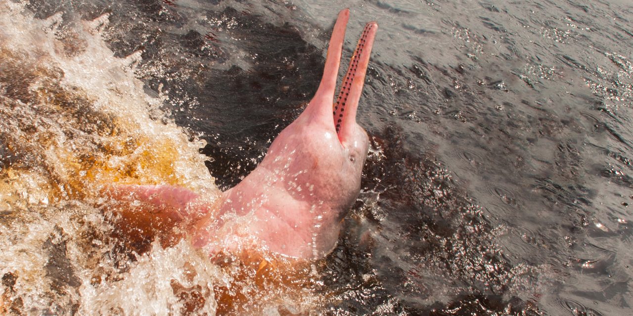 Inside the Amazon, the World’s Green Heart: Wildlife, Medicine and What We Stand to Lose