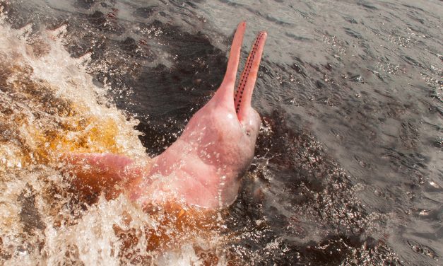 Inside the Amazon, the World’s Green Heart: Wildlife, Medicine and What We Stand to Lose