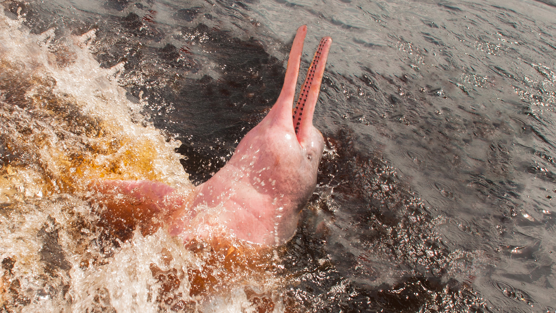 Boto Amazon River Dolphin. Amazon river, Manaus, Amazonas, Brazil South America