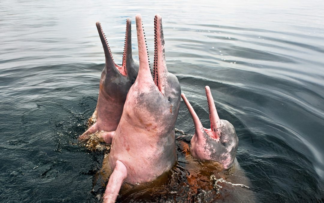 Ancient Legends, Modern Challenges: Protecting the Amazon’s Pink River Dolphins
