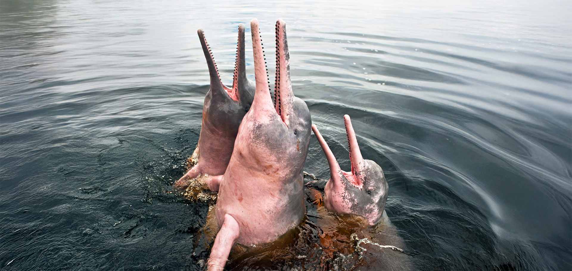 Pink river dolphins Amazon