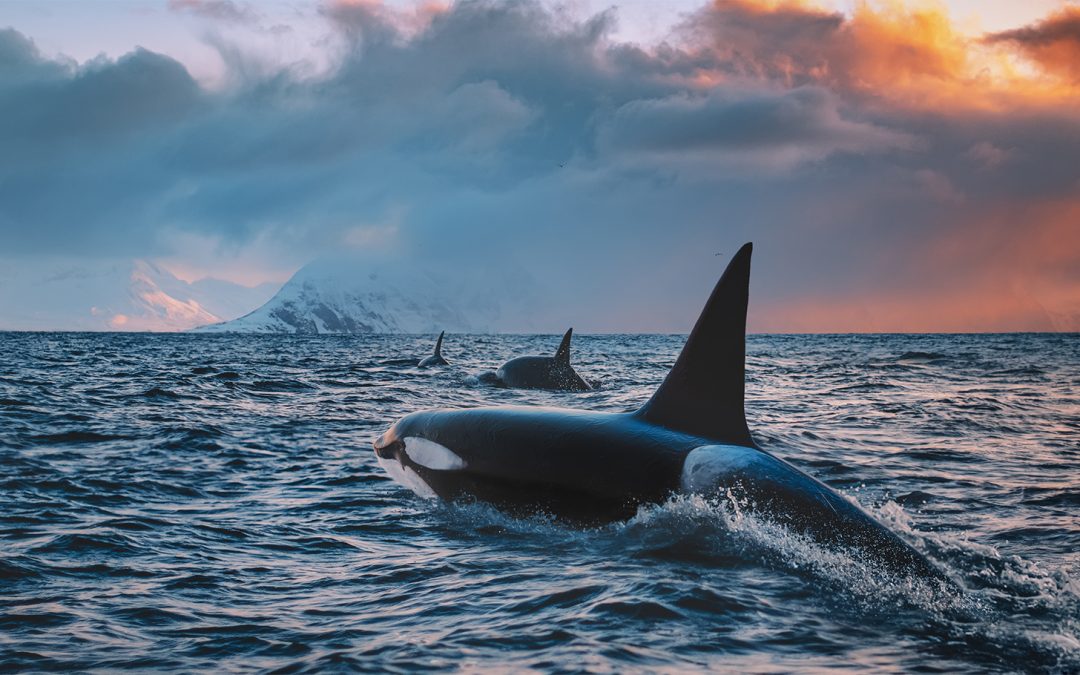 4 Fascinating Orca Stories From Around the World