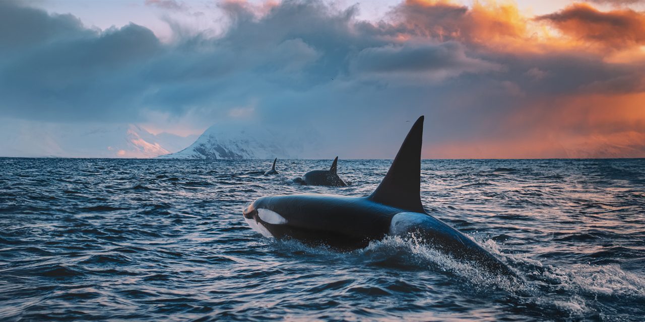 4 Fascinating Orca Stories From Around the World