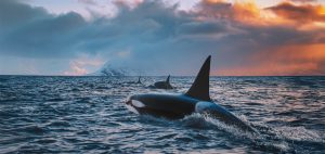 Orca whales, killer whales, sunset, Arctic, Antarctica