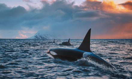 4 Fascinating Orca Stories From Around the World