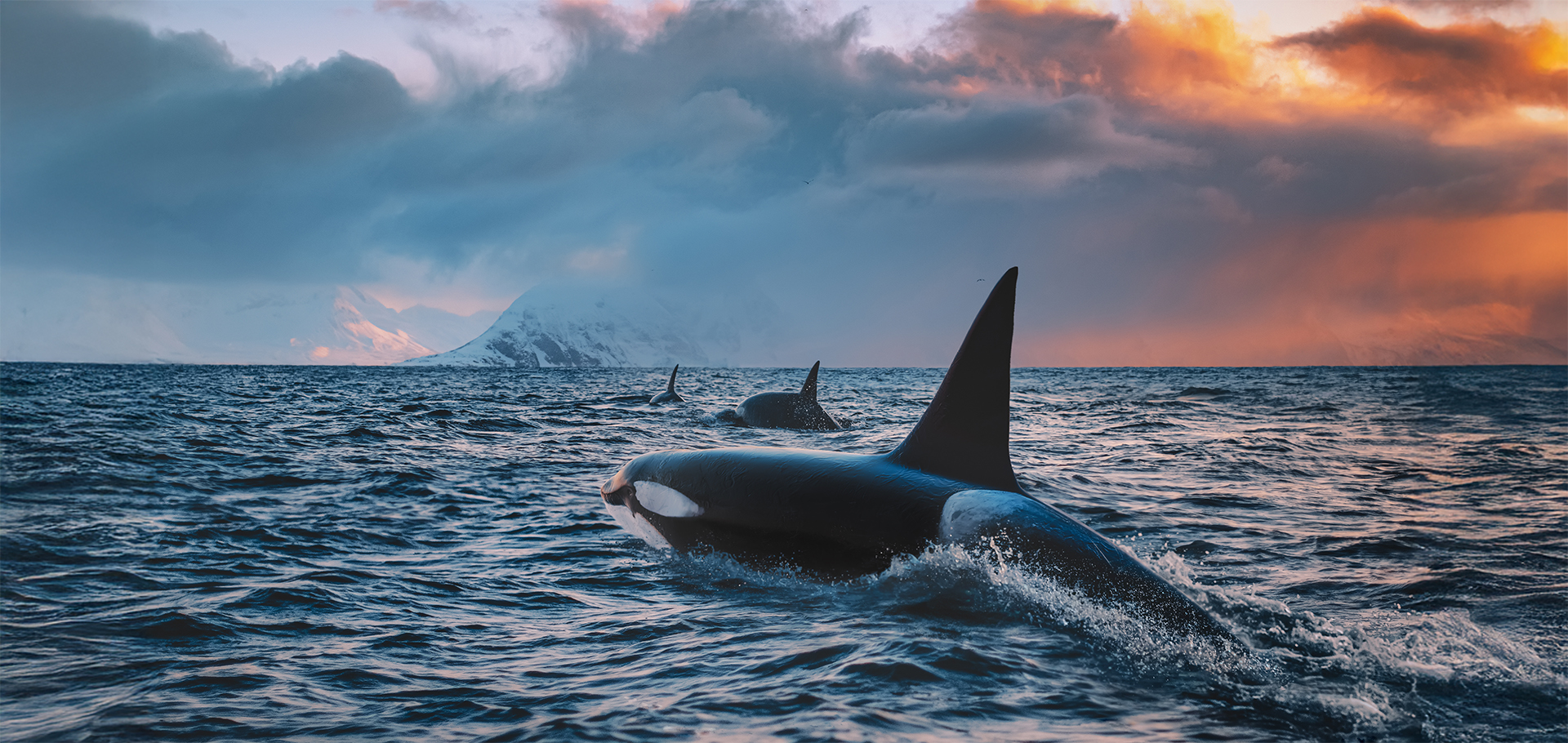 Orca whales, killer whales, sunset, Arctic, Antarctica