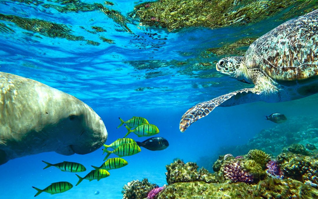 What’s the Difference Between Manatees and Dugongs?
