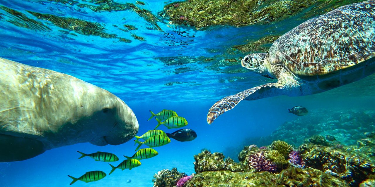 What’s the Difference Between Manatees and Dugongs?