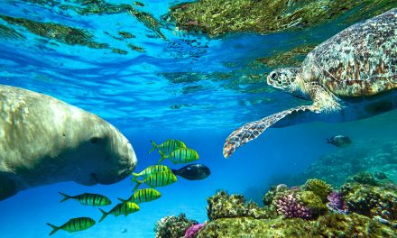 What’s the Difference Between Manatees and Dugongs?
