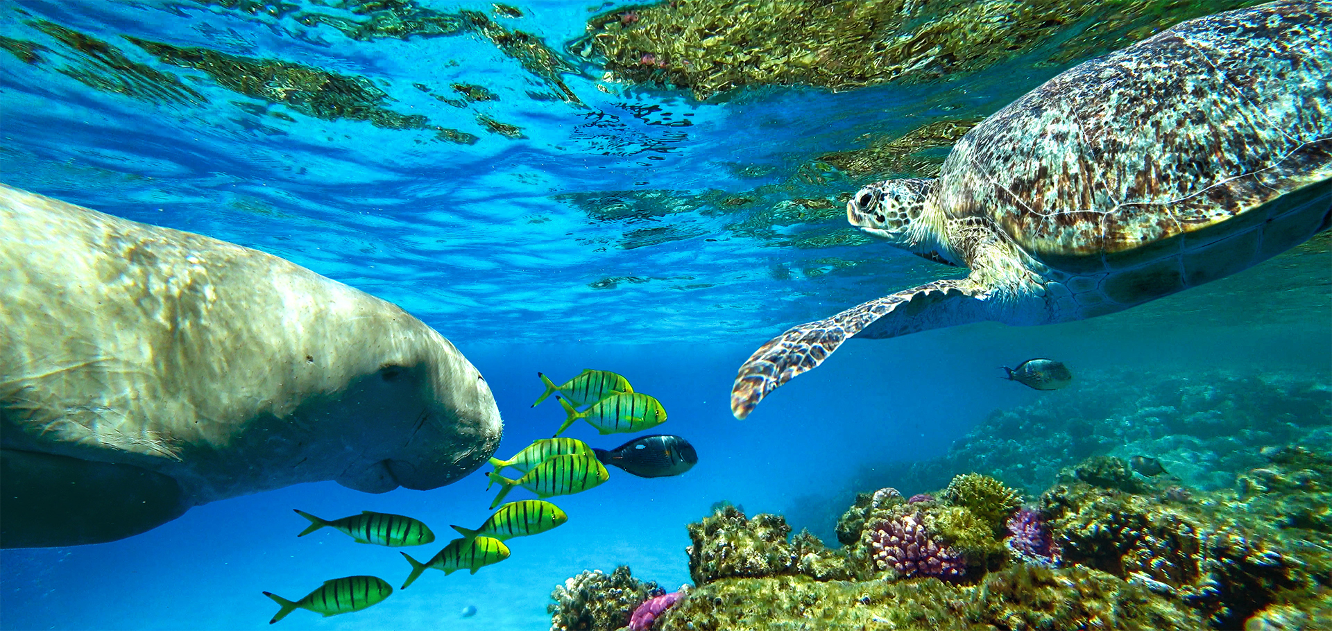 Dugong and sea turtle swimming