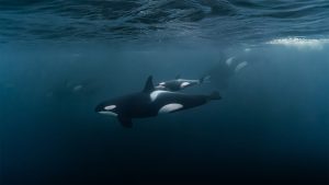 orca whales swimming