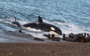 Orca. Moments before the attack.