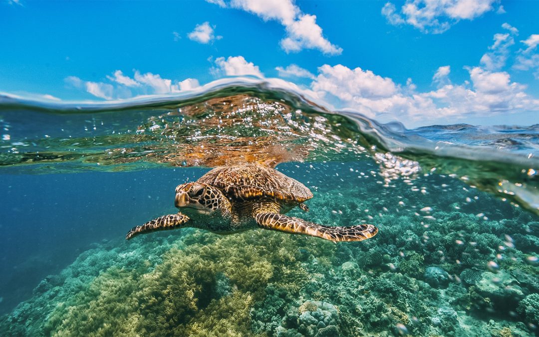 13 Fascinating Facts About Leatherbacks & Green Sea Turtles