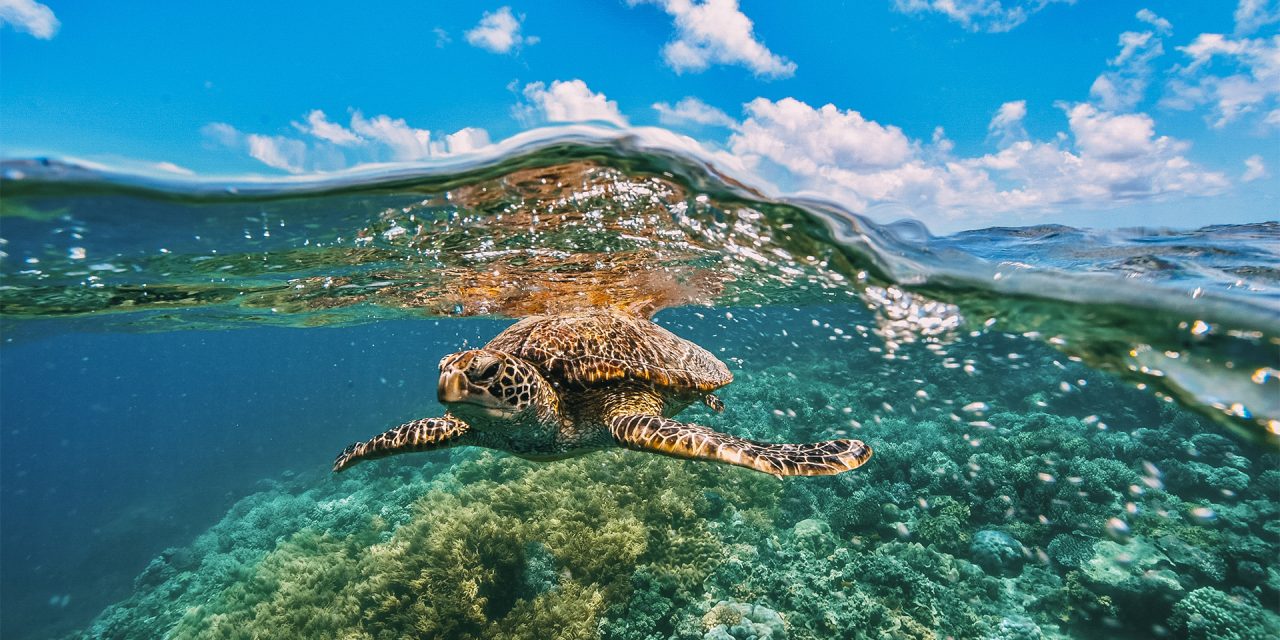 13 Fascinating Facts About Leatherbacks & Green Sea Turtles