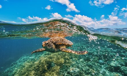 13 Fascinating Facts About Leatherbacks & Green Sea Turtles