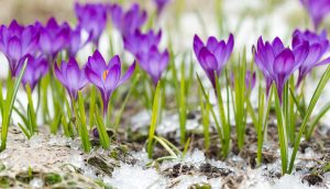 snow covered flower bulbs