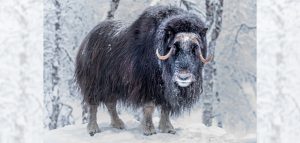 AdobeStock (Created by Candice Gaukel Andrews)