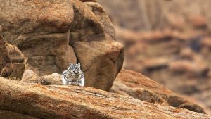 A snow leopard eyes viewer from its rock perch.
