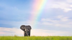 elephant, rainbow, southern africa, safari