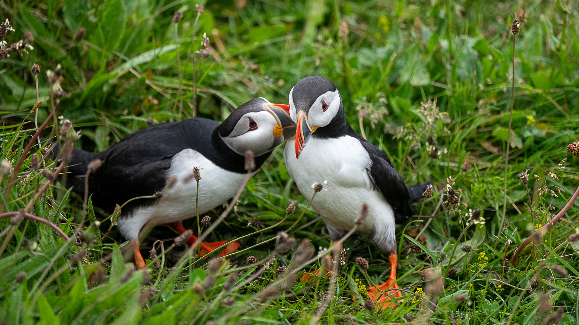 Atlantic puffins in Iceland