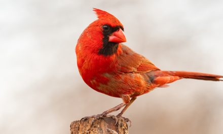 Bird Eyes and Dark Skies