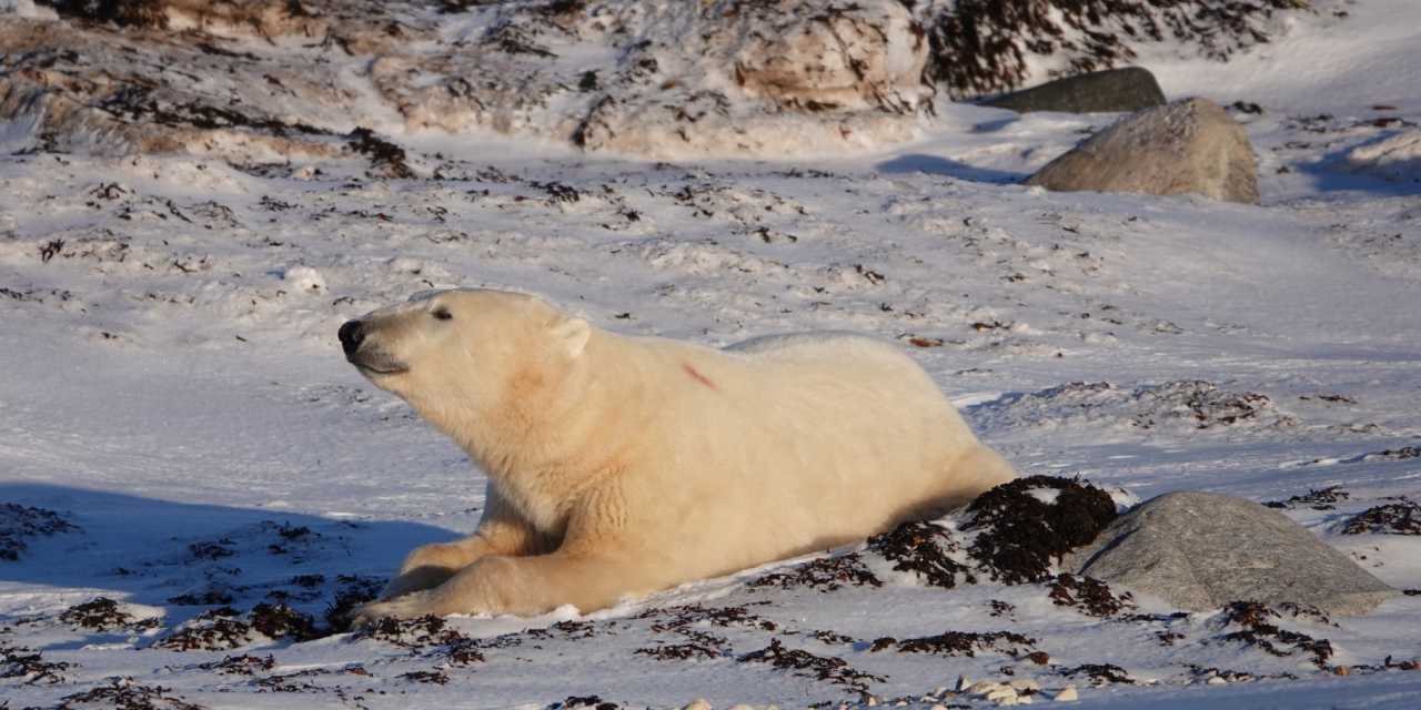 Learning From the Polar Bears—and People—of Churchill