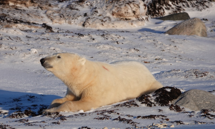 Learning From the Polar Bears—and People—of Churchill