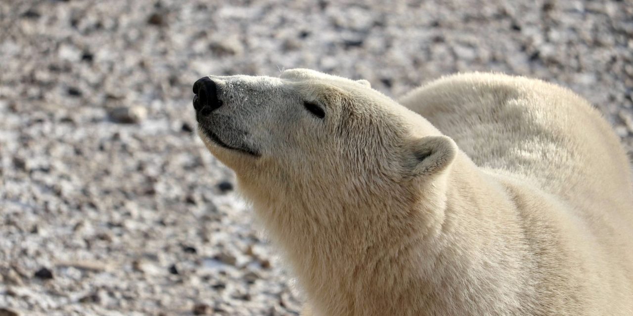 Traveler Story: Churchill, Polar Bear Capital of the World