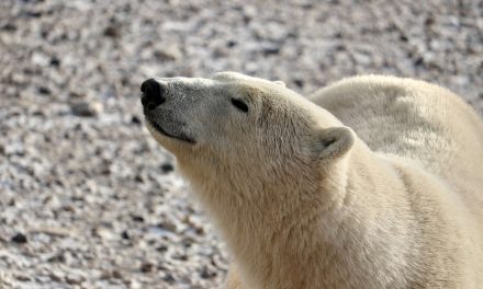 Traveler Story: Churchill, Polar Bear Capital of the World