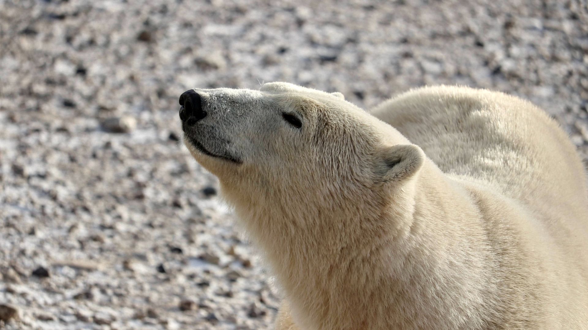 Polar bear looking up in Churchill
