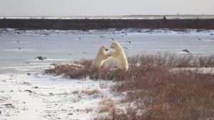 Two polar bear sparring