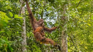 Orangutan mom and baby in Borneo
