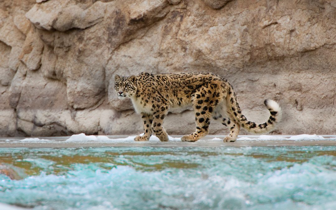 6 Iconic Shots to Capture in the Land of the Snow Leopard