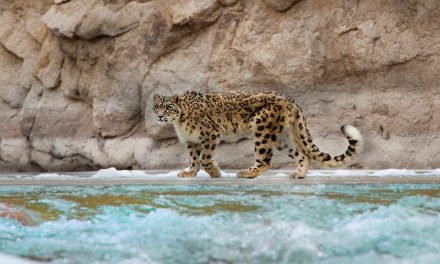 6 Iconic Shots to Capture in the Land of the Snow Leopard