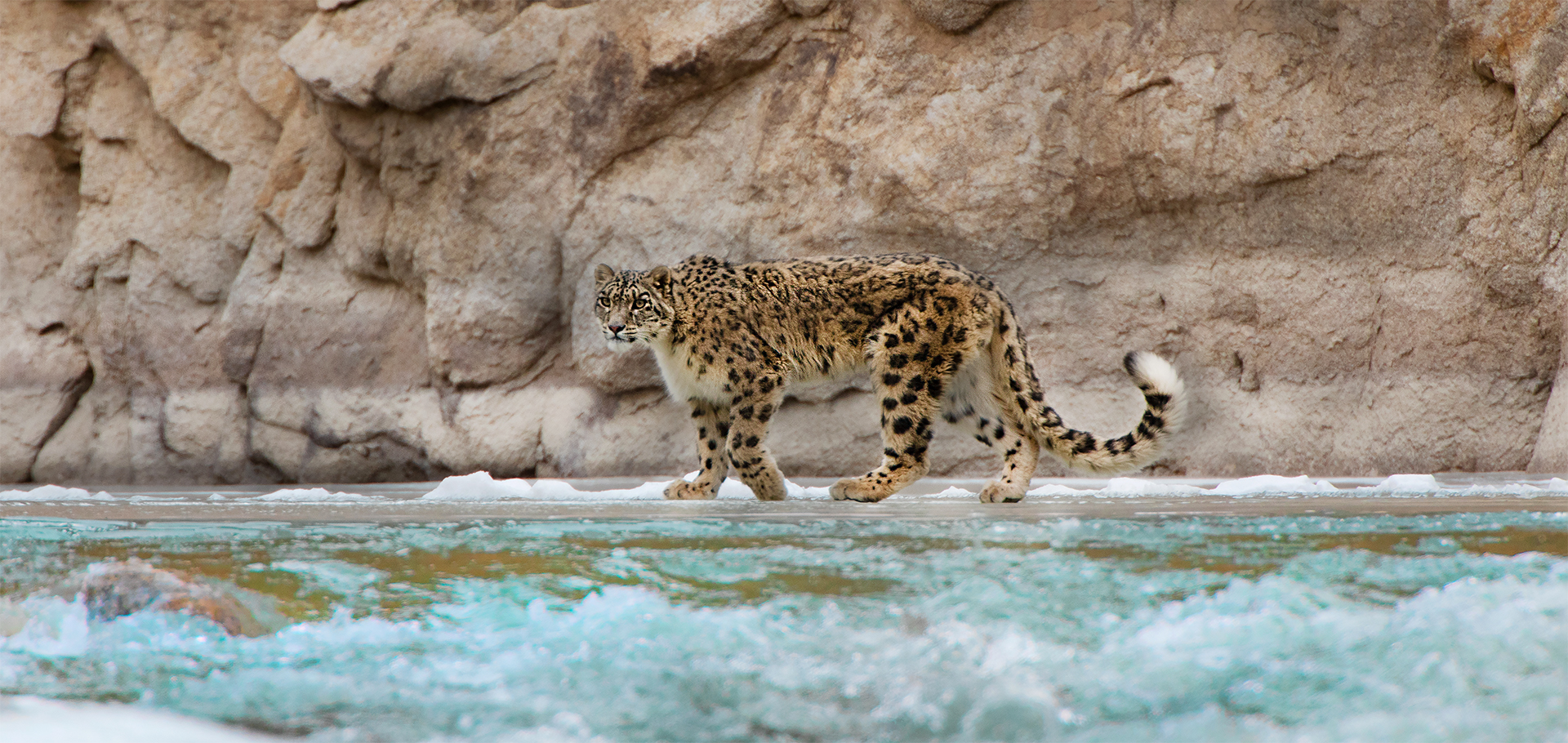 snow leopard river crossing India Himalaya