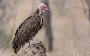 Hooded Vulture