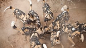 African wild dogs, painted wolves