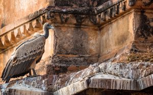 Couple of Indian vultures or Gyps indicus in their nest on top of ancient temple