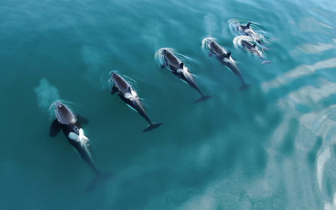 10 Top Spots for Viewing Orcas in their Natural Habitats