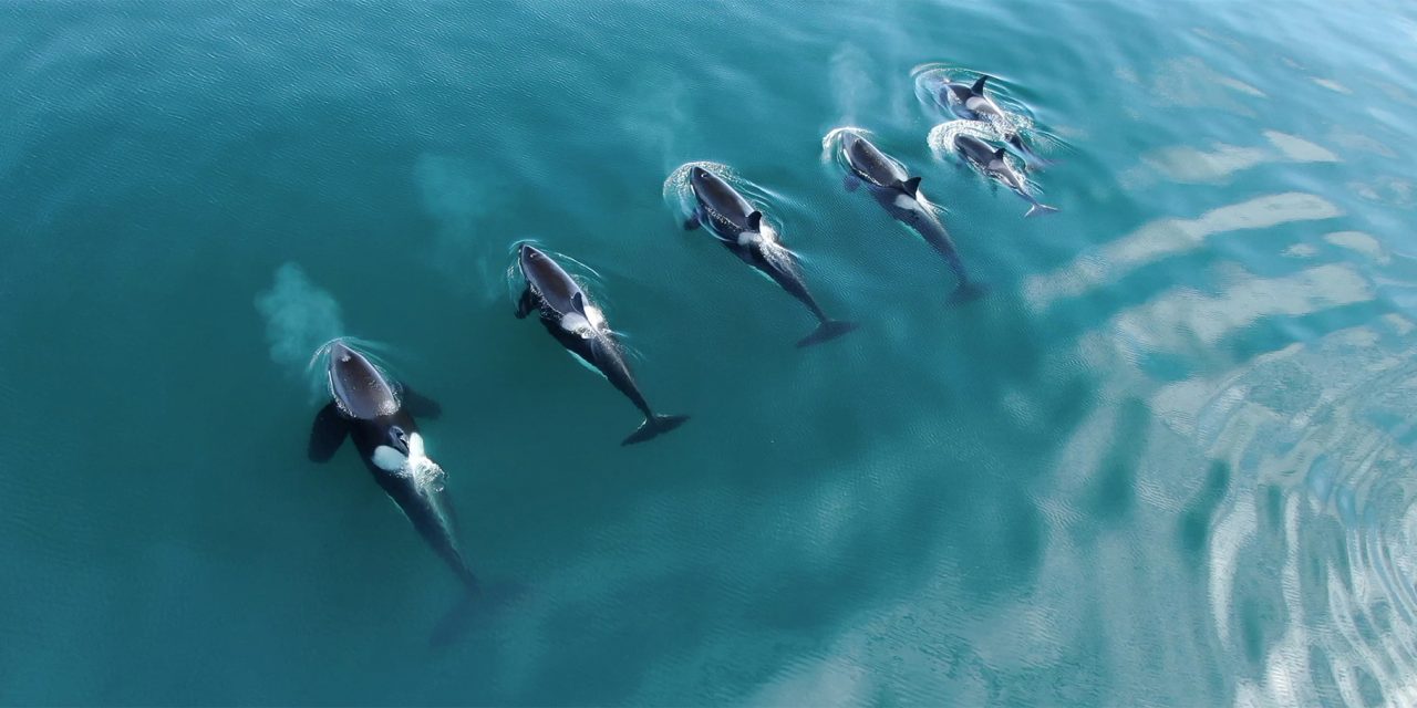 10 Top Spots for Viewing Orcas in their Natural Habitats