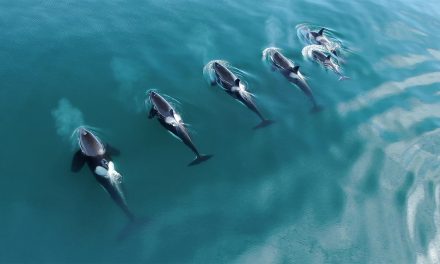 10 Top Spots for Viewing Orcas in their Natural Habitats