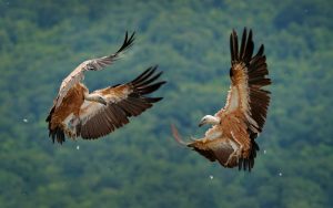 Vulture fight in nature. Griffon Vulture, Gyps fulvus, big bird flying in the forest mountain, nature habitat, Madzarovo, Bulgaria, Eastern Rhodopes. Wildlife scene from Balkan.
