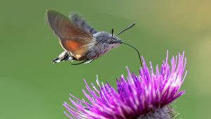 An hummingbird hawk-moth (Macroglossum stellatarum) feeding nectar from woolly thistle flower.