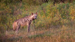 Striped hyena