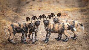 baby african wild dogs, painted wolves