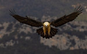 bearded vulture