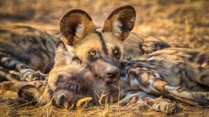 African wild dogs, painted wolves