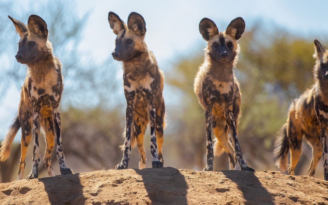 What’s the Difference Between Hyenas and African Wild Dogs?