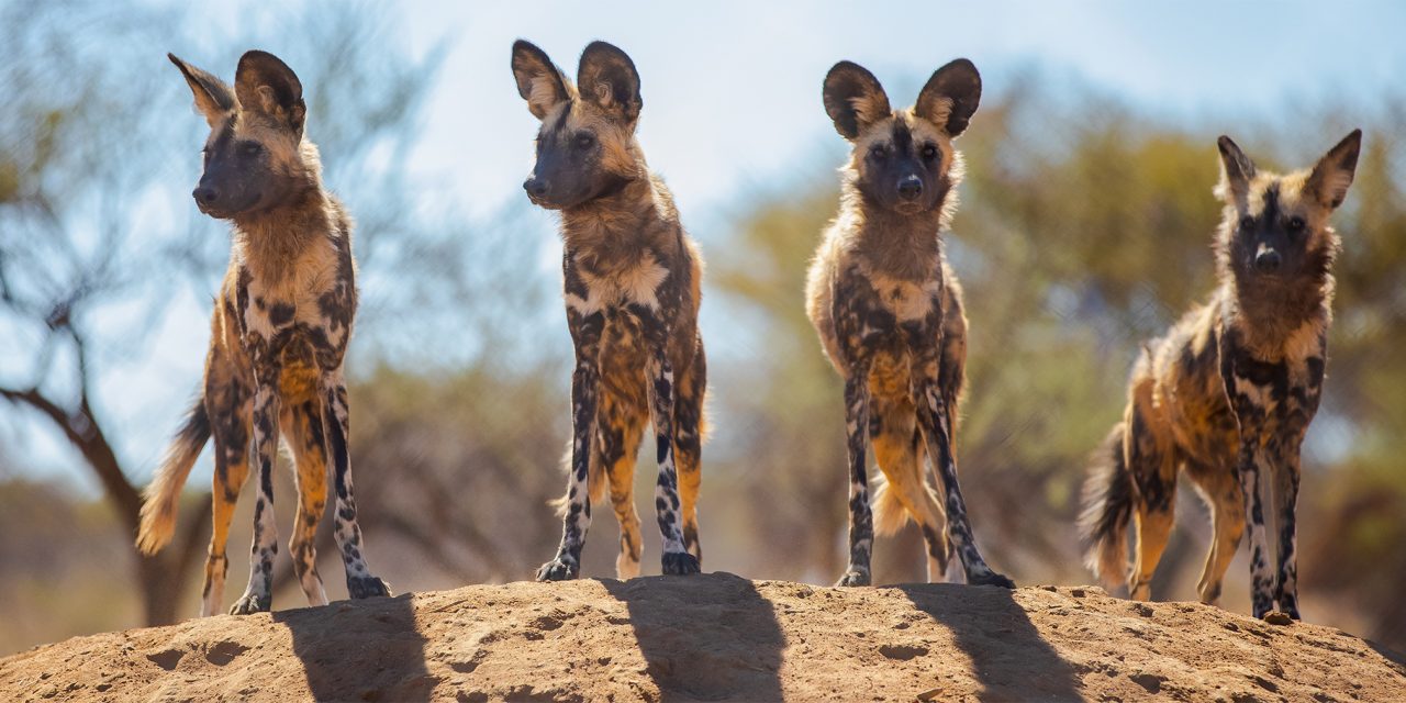 What’s the Difference Between Hyenas and African Wild Dogs?